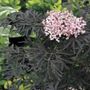 Sambucus Black Lace&reg;