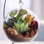 Hanging Bubble Succulent Garden