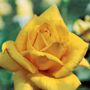 Oregold Hybrid Tea Rose
