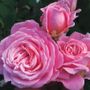 Summer Romance Parfuma&reg; Floribunda Rose