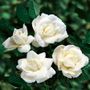 White Dawn Climbing Rose