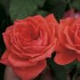 Jolie&trade; Veranda&reg; Floribunda Rose