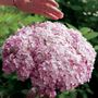 Hydrangea Incrediball&reg; Blush Smooth Hydrangea
