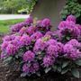 Rhododendron Dandy Man&reg; Purple