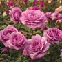 Sugar Plum Hybrid Tea Rose