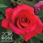 April Moon&reg; Hybrid Tea Rose