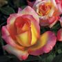 Royal Welcome&reg; Hybrid Tea Rose
