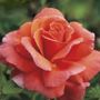 Sriracha&reg; Floribunda Rose