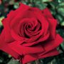 Ingrid Bergman&reg; Hybrid Tea Rose