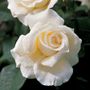 Honor Hybrid Tea Rose