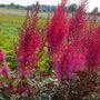Astilbe Mighty&reg; Chocolate Cherry