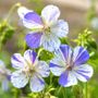 Geranium Delft Blue