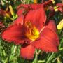 Ruby Stella Daylily
