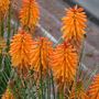 Kniphofia Poco Orange