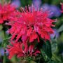 Monarda Sugar Buzz&reg; Cherry Pops