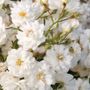 Wedding Dress&reg; Ground Cover Rose