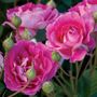 Mauvelous Shrub Rose