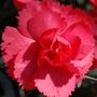 Dianthus Rosebud