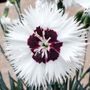 Dianthus Star Single&trade; Stargazer