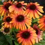 Echinacea Butterfly&trade; Rainbow Marcella Coneflower