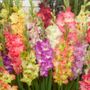 Gladiolus Parrot Mix Bulbs