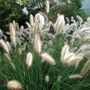 Pennisetum Cassian