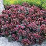 Sedum SunSparkler&reg; Blue Elf Stonecrop