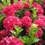 Hydrangea Magical&reg; Ruby Red