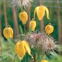 Clematis tangutica