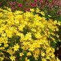 Coreopsis Citrine