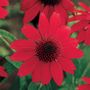 Echinacea Sombrero&reg; Salsa Red