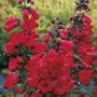 Cha Cha&trade; Cherry Penstemon