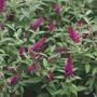 Buddleia Miss Molly