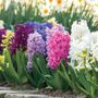 Hyacinthus Border Mix Bulbs