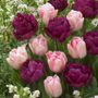 Tulipa Ballroom Blossoms Mix Bulbs