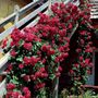 Blaze Improved Climbing Rose