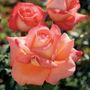 Malibu Hybrid Tea Rose