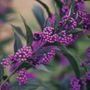 Callicarpa Pearl Glam&reg;