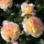 La Park 24-Inch Tree Rose