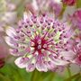 Astrantia Sparkling Stars Pink