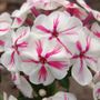 Phlox Paniculata Twister
