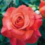 Sedona&reg; 36-Inch Tree Rose