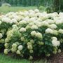 Hydrangea Invincibelle Limetta&reg; Smooth Hydrangea