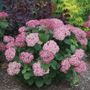 Hydrangea Invincibelle Mini Mauvette&reg; Smooth Hydrangea