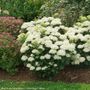 Invincibelle Wee White&reg; 2.0 Hydrangea