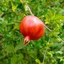 Punica Crimson Sky&trade; Pomegranate