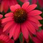 Sombrero&reg; Baja Burgundy Coneflower