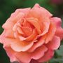 Easy Does It&reg; Floribunda Rose