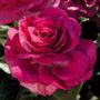Sweet Intoxication Floribunda Rose