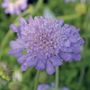 Butterfly Blue Pincushion Flower